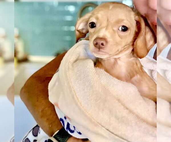 Medium Photo #5 Chiweenie Puppy For Sale in San Juan Capistrano, CA, USA