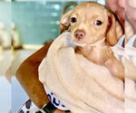 Small #4 Chiweenie