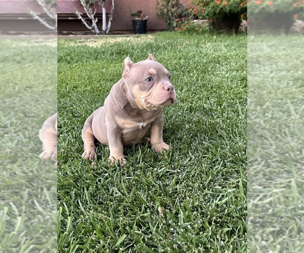 Medium Photo #1 American Bully Puppy For Sale in PALMDALE, CA, USA