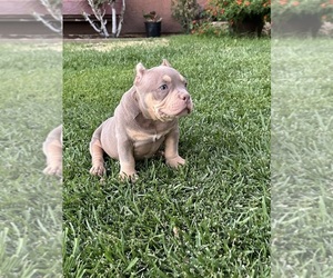 American Bully Puppy for sale in PALMDALE, CA, USA