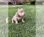 Small American Bully