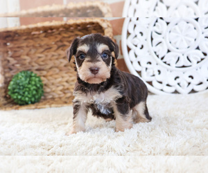 Schnauzer (Miniature) Puppy for sale in SYRACUSE, IN, USA