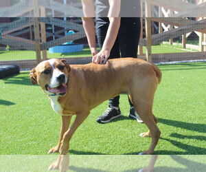 American Pit Bull Terrier-Unknown Mix Dogs for adoption in Chestertown, MD, USA