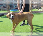 Small American Pit Bull Terrier Mix