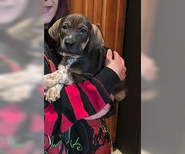 Medium Photo #3 Mutt Puppy For Sale in Plainfield, IL, USA