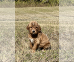 Small Photo #4 Goldendoodle Puppy For Sale in WILLIS, TX, USA