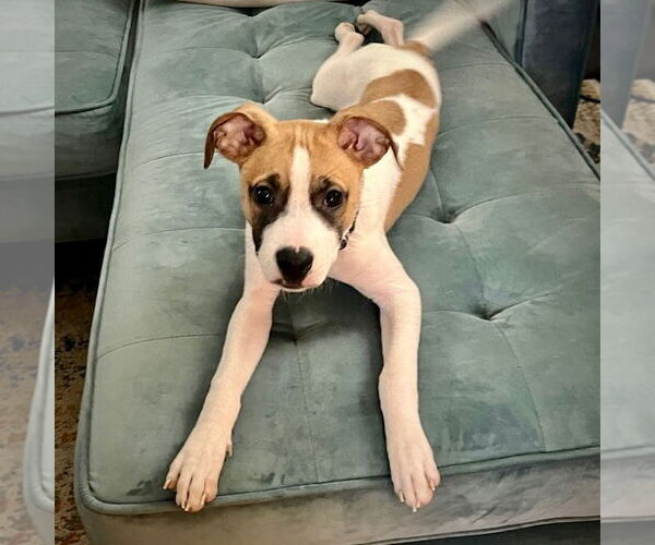 Medium Photo #5 Rat Terrier-Unknown Mix Puppy For Sale in Atlanta, GA, USA