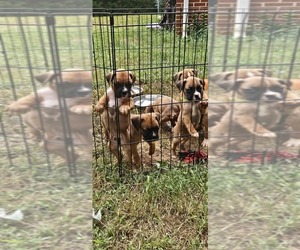 Boxer Puppy for sale in BLACKSBURG, SC, USA