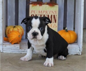 Boston Terrier Puppy for sale in FREDERICKSBG, OH, USA