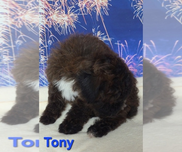 Medium Photo #3 Yorkipoo Puppy For Sale in AZLE, TX, USA