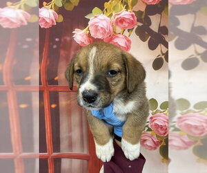 Mutt Dogs for adoption in San Bernardino, CA, USA