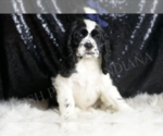 Puppy Cheerio Cocker Spaniel
