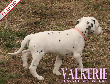 Medium Photo #59 Dalmatian Puppy For Sale in ENID, OK, USA
