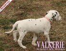 Small Photo #59 Dalmatian Puppy For Sale in ENID, OK, USA