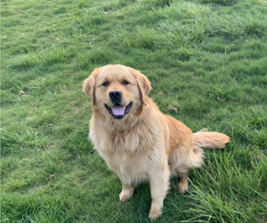 Father of the Golden Retriever puppies born on 05/15/2025