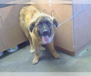 Leonberger-Unknown Mix Dogs for adoption in Sacramento, CA, USA