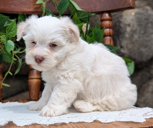 Medium Photo #30 Havanese Puppy For Sale in GOSHEN, IN, USA