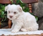 Small Photo #30 Havanese Puppy For Sale in GOSHEN, IN, USA