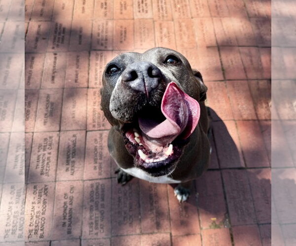 Medium Photo #3 Mutt Puppy For Sale in Hilton Head, SC, USA
