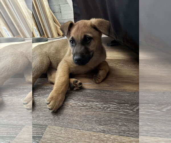 Medium Photo #5 German Shepherd Dog-Unknown Mix Puppy For Sale in Kannapolis, NC, USA