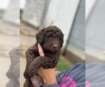Small Photo #2 Labradoodle-Labrador Retriever Mix Puppy For Sale in CANTON, SD, USA