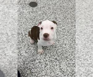 American Bulldog Dogs for adoption in Vaughan, Ontario, Canada