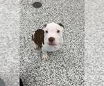 CHARMING - Male American Bulldog Dog for Adoption - Small photo