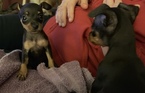Small Photo #25 Miniature Pinscher Puppy For Sale in BULGER, PA, USA