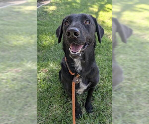 Medium Photo #2 Labrador Retriever-Unknown Mix Puppy For Sale in Redlands, CA, USA