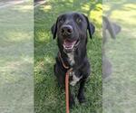 Small #1 Labrador Retriever Mix