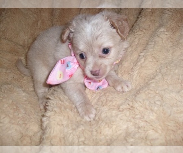 Medium Photo #9 Chihuahua Puppy For Sale in JACKSON, MS, USA