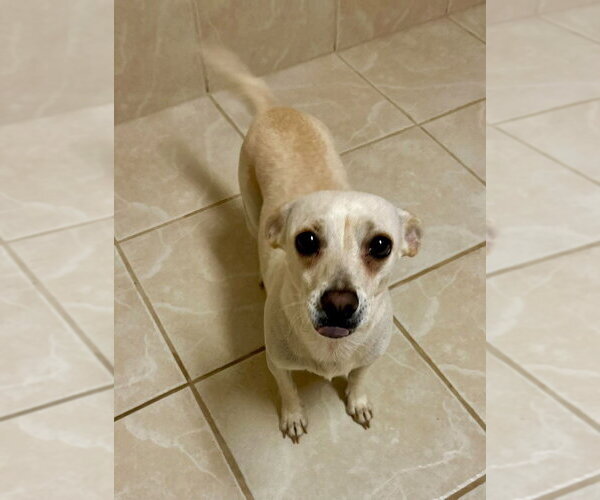 Medium Photo #2 Chihuahua-Unknown Mix Puppy For Sale in Osgood, IN, USA