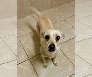 Miss Bradley - Female Chihuahua-Unknown Mix Dog for Adoption - Photo #2