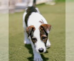 Small #3 Mutt