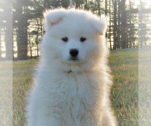 Samoyed Puppy for sale in THORP, WI, USA