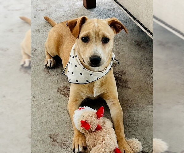 Medium Photo #3 Mutt Puppy For Sale in Genesee, WI, USA