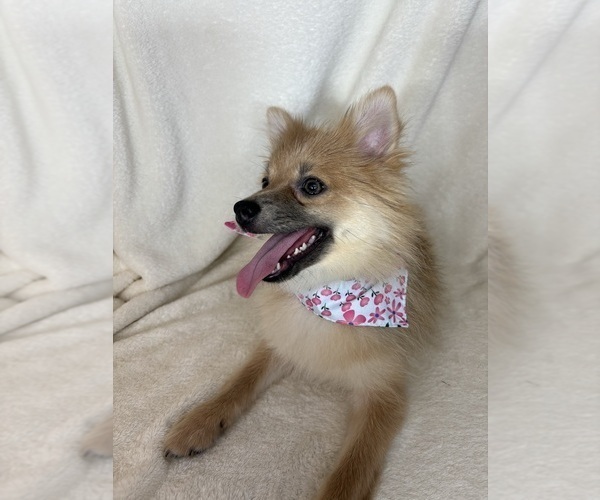 Medium Photo #3 Pomeranian Puppy For Sale in GREENFIELD, IN, USA