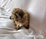 Small #9 Havanese