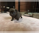 Small Photo #58 Pug Puppy For Sale in BLOOMINGTON, IL, USA