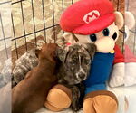 Small #2 Plott Hound Mix