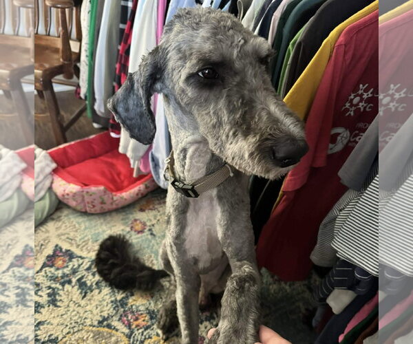 Medium Photo #3 Poodle (Standard) Puppy For Sale in Spring Lake, NC, USA