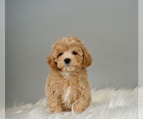 Medium Photo #4 Maltese-Poodle (Toy) Mix Puppy For Sale in WARSAW, IN, USA