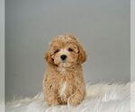 Small Photo #4 Maltese-Poodle (Toy) Mix Puppy For Sale in WARSAW, IN, USA