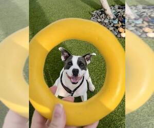American Pit Bull Terrier Dogs for adoption in Pompano Beach , FL, USA