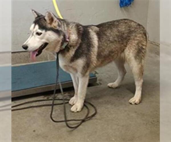 Medium Photo #1 Siberian Husky Puppy For Sale in Camarillo, CA, USA