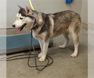 Siberian Husky Dogs for adoption in Camarillo, CA, USA