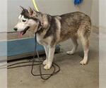 *BRANDY - Female Siberian Husky Dog for Adoption - Small photo