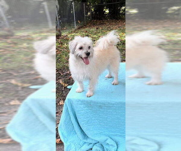 Medium Photo #1 Mal-Shi Puppy For Sale in Weston, FL, USA