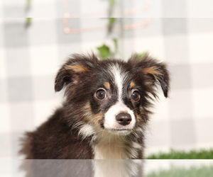 Miniature Australian Shepherd Puppy for sale in MARIETTA, GA, USA
