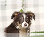 Small Miniature Australian Shepherd